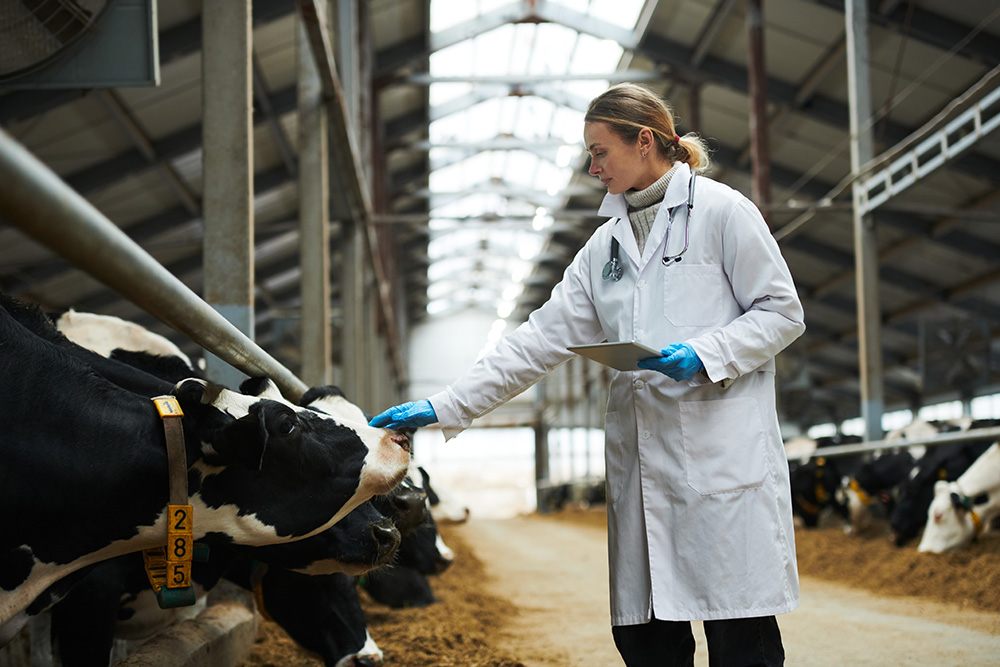 Researcher in dairy cattle shed with Healthy Climate Monitor app